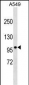 DISC1 Antibody (C-term) (Ascites)