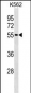 ESR2 Antibody