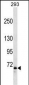 FOXP2 Antibody (Ascites)