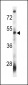 VSIG8 Antibody (C-term) (Ascites)