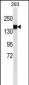 COL3A1 Antibody