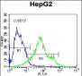 CD138 Antibody (C-term) (Ascites)