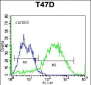 CD138 Antibody (C-term) (Ascites)
