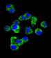 CD138 Antibody (C-term) (Ascites)