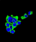 CD138 Antibody (C-term) (Ascites)