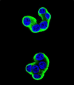 CD138 Antibody (C-term) (Ascites)