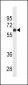 CD138 Antibody (C-term) (Ascites)