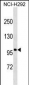 Androgen Receptor Protein  Antibody