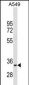 MyoD1 Antibody (N-term) (Ascites)