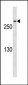 CDK5RAP2 Antibody (Ascites)