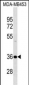 DNAJB2 Antibody (N-term)