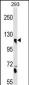 CLSTN1 Antibody (N-term)