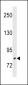 ZBTB17 Antibody (N-term)