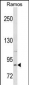 RXFP2 Antibody (C-term)