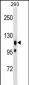 UBAP2L Antibody (Center)