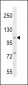 NFKB(p105) Antibody (C-term S933)