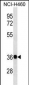 GNB4 Antibody (Center)
