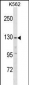 EGF Antibody (C-term)