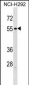 RXFP3 Antibody (C-term)