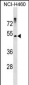 RHCG Antibody (Center)