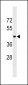 HTR1D Antibody (C-term)