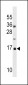 hp16-INK4A Antibody (N-term S7)