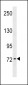 KAL1 Antibody (N-term)