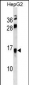 RETNLB Antibody (Center)