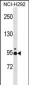 JAKMIP2 Antibody (Center)