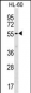 SAMM50 Antibody (Center)