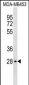 GBL Antibody (C-term)