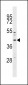MFF Antibody (Center)