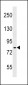 IKK alpha/IKK beta Antibody (Center)