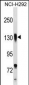 ITGB1 Antibody (C-term)