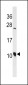 DEFA3 Antibody (C-term)