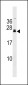 FGF20 Antibody (C-term)