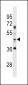 APG4B Antibody (Center G254)