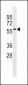 Rab9p40 Antibody (C-term)