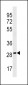 PEBP4 Antibody (Center)