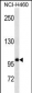 GTF3C3 Antibody (N-term)