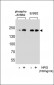 Phospho-M ERBB2(Y1140) Antibody