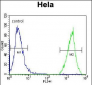 CYK18 Antibody (C-term)