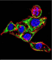 CYK18 Antibody (C-term)