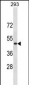 RNF135 Antibody(C-term)