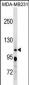 RBL1 Antibody(C-term)