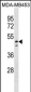 NDUFV1 Antibody(N-term)