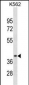 CCNDBP1 Antibody(N-term)