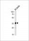 Mouse Pbk Antibody(N-term)