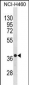 CXCR4 Antibody(N-term)