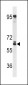 RSPRY Antibody(N-term)